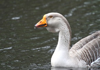 oie grise sur l'étang