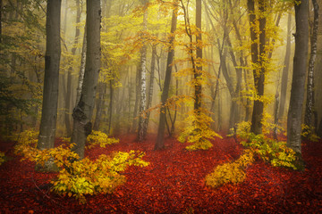 Obraz premium Mystical goggy forest during autumn