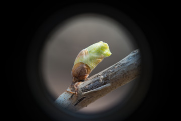 Sprout of kidney beans