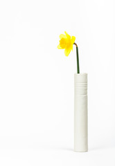 A single daffodil in a white vase