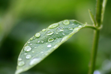 Water drops on green leaves close up