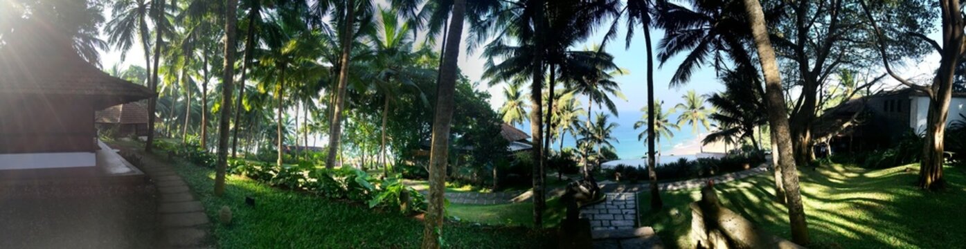 Palm Grove