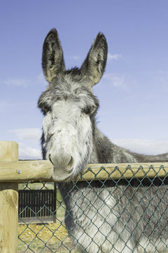 Donkey on railing