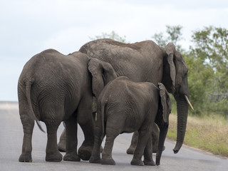 elephants crossing the road