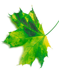 Multicolor maple-leaf