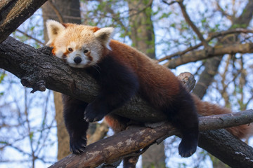 Red or lesser panda (Ailurus fulgens) is resting on a tree