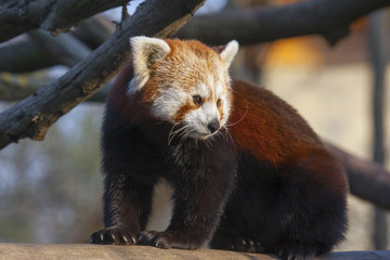 Obraz premium Red or lesser panda (Ailurus fulgens)