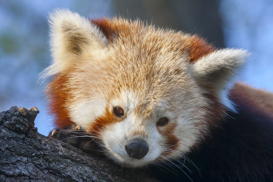 Red or lesser pandas (Ailurus fulgens)