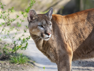 Puma or cougar (Puma concolor)