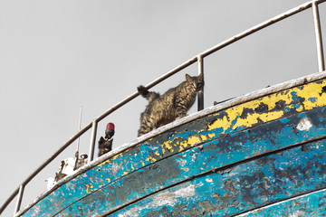 Cat on the boat