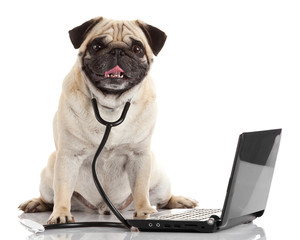 Pug dog with stethoscope and laptop.
