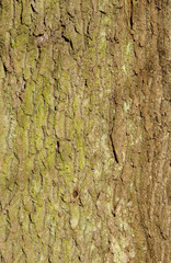 Oak tree bark