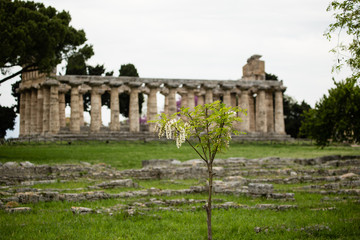 Fototapeta na wymiar Paestum Świątynia Neptuna