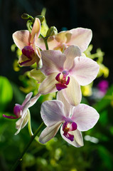 Beautiful Pink Orchid