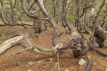 Untouched pine forest, bent trees caused by growing in the wind