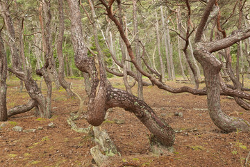 Obraz premium Untouched pine forest, bent trees caused by growing in the wind