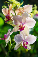 Beautiful Pink Orchid