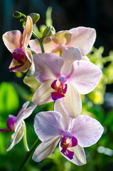 Beautiful Pink Orchid