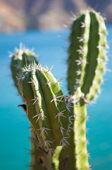 Globe shaped cactus with long thorns