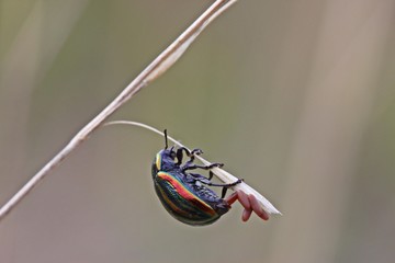 Regenbogen-Blattkäfer (Chrysolina cerealis) bei der Eiablage © Schmutzler-Schaub