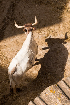Toro Cabestro En El Corral