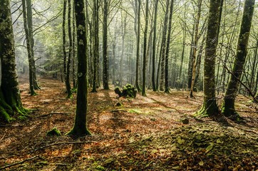 Obraz premium Mystic forest