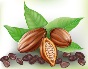 Cacao fruit and grains