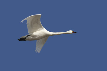 Fototapeta na wymiar Tundra Swan in Flight Against a Deep Blue Sky