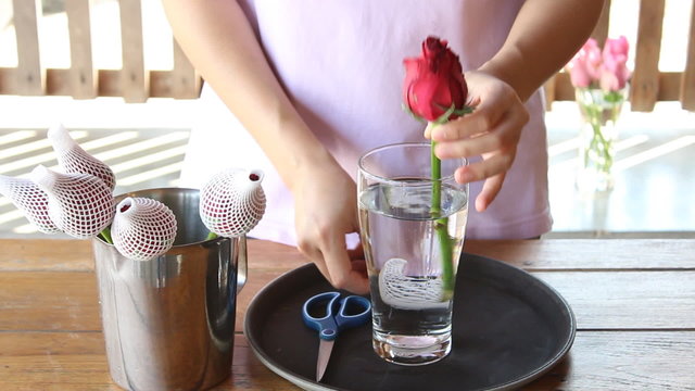 Woman Soak Dap Freshly Picked Red Rose Flowers To Vase