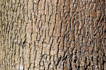 Brown tree bark texture in landscape orientation