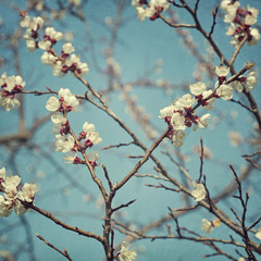 Apricot blossom flowers © Elena Schweitzer