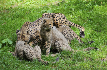 Family of cheetahs