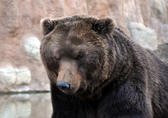 Fototapeta na wymiar big brown bear