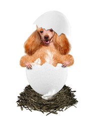 Dog in the egg.
