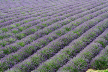 valensole provenza francia campi di lavanda
