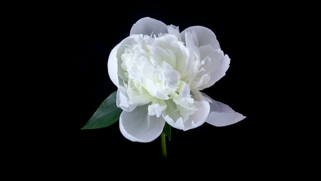 White peony flower blooming timelapse