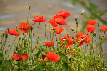 Papaver rhoeas - field poppy