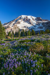 Mount Rainier and WIldflowers