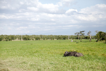 Broad view of a Wild African Buffalo relaxing in grassland