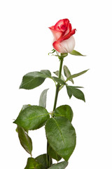 bunch of rose flowers on white background