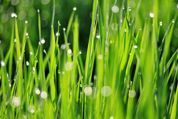 Dew on green grass
