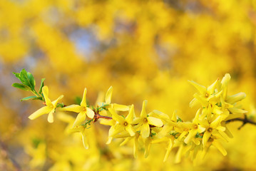 Forsythia shrub blooming in springtime with abstract yellow back