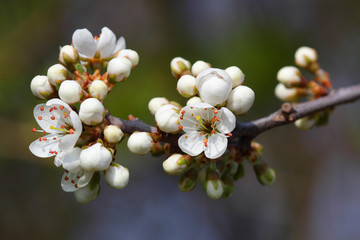 Closeup of apple tree blossom buds in early spring