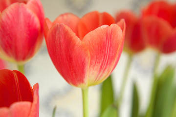 Obraz premium Red tulip bulbs blossoming