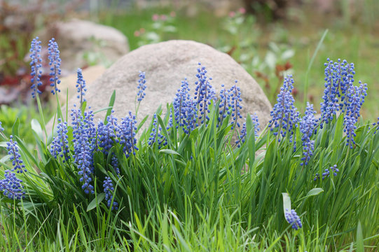 Fototapeta Мышиный гиацинт (Muscari)