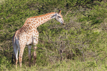 Giraffe in nature outdoor safari reserve park in Africa