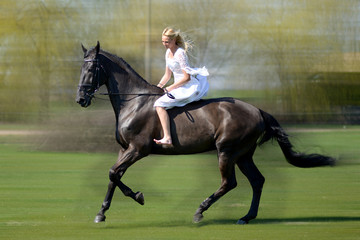 la belle et le cheval