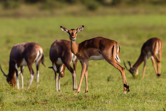 Buck in nature outdoor safari reserve park in Africa