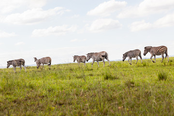 Buck in nature outdoor safari reserve park in Africa