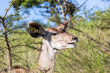Buck in nature outdoor safari reserve park in Africa